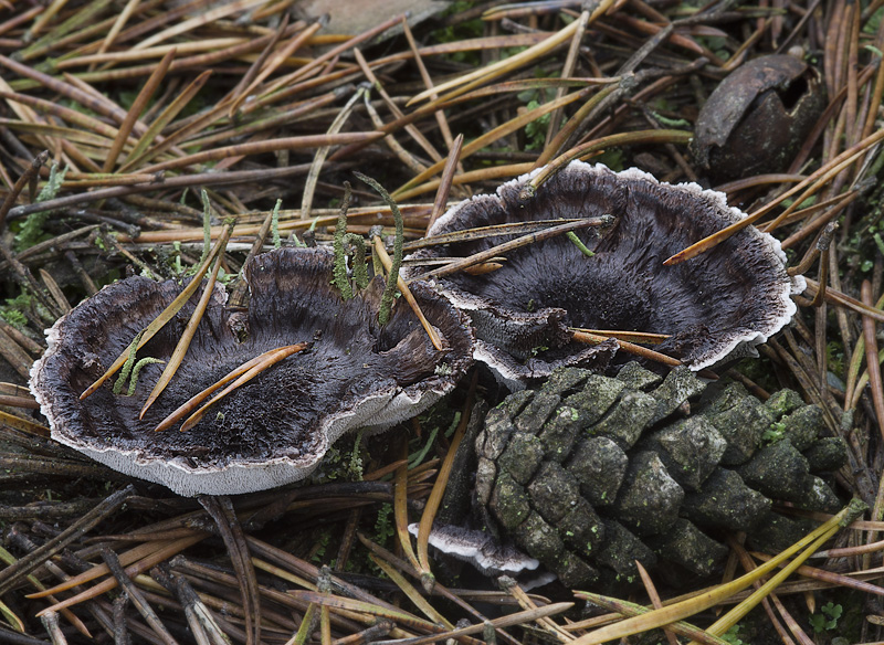 Phellodon connatus